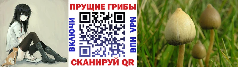 Галлюциногенные грибы прущие грибы  Онега 